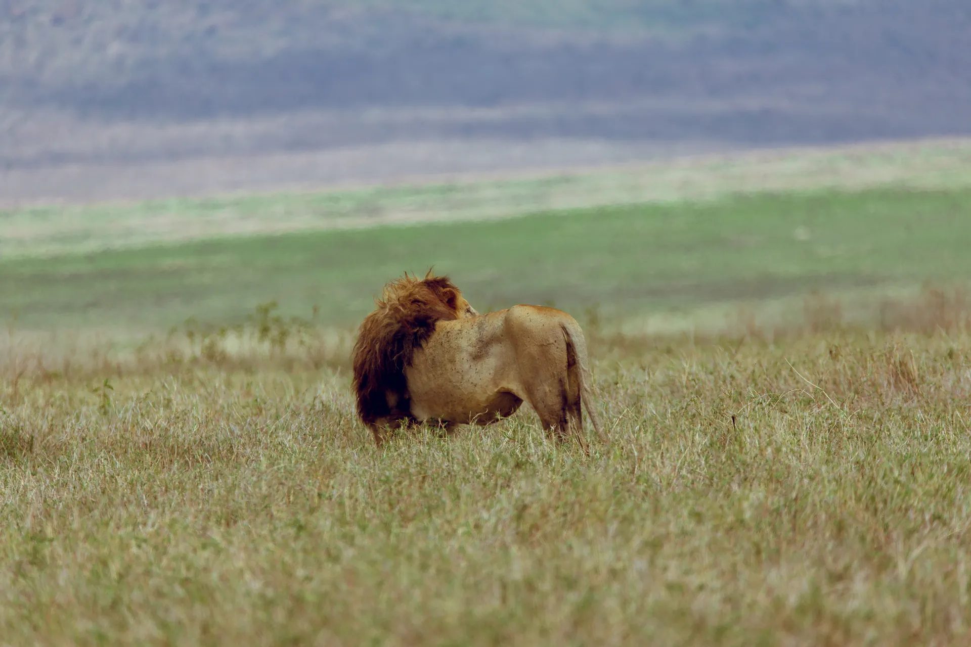 Lion in an East African safari landscape